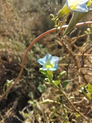 Ipomoea cardiophylla