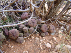 Tridentea gemmiflora