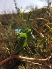 Ipomoea cardiophylla