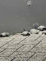 Trachemys scripta elegans