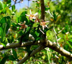 Ehretia rigida rigida