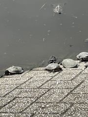 Trachemys scripta elegans