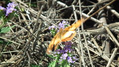 Catacroptera cloanthe cloanthe