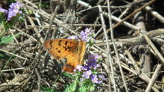 Catacroptera cloanthe cloanthe