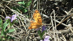 Catacroptera cloanthe cloanthe