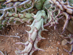 Tridentea gemmiflora