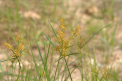Cyperus esculentus leptostachyus