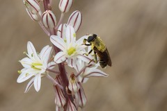 Merodon luteihumerus