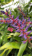 Aechmea dichlamydea