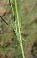 Lactuca inermis