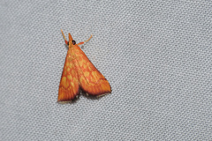 Pyrausta ignealis