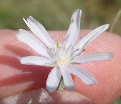 Lactuca inermis