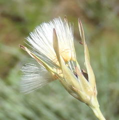 Lactuca inermis