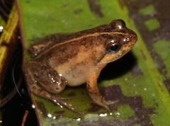 Microbatrachella capensis