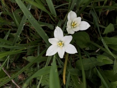 Ornithogalum umbellatum