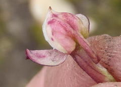 Disa linderiana