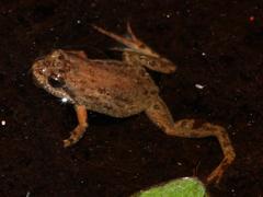 Microbatrachella capensis