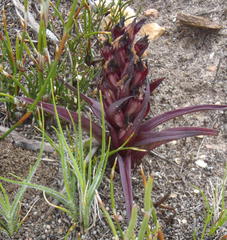 Disa linderiana