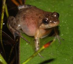 Microbatrachella capensis