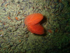 Protula bispiralis