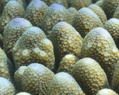 Acropora monticulosa