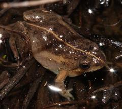 Microbatrachella capensis