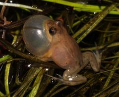 Microbatrachella capensis