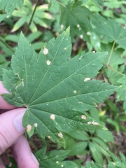 Cristulariella depraedans