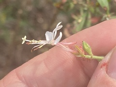Oenothera filipes