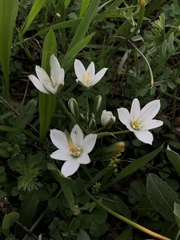 Ornithogalum umbellatum