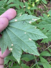 Cristulariella depraedans