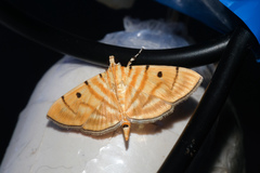 Notarcha tigrina