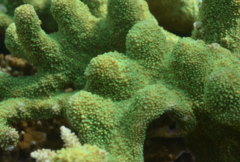 Acropora robusta