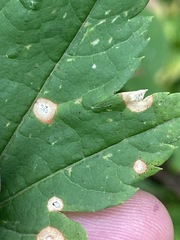 Cristulariella depraedans
