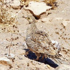 Pterocles bicinctus bicinctus