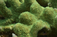 Acropora robusta