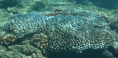 Acropora monticulosa