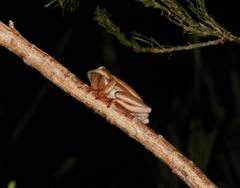 Hyperolius horstockii