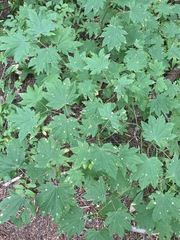 Cristulariella depraedans