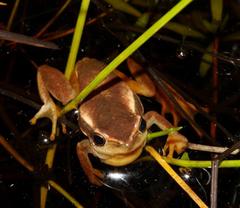 Hyperolius horstockii