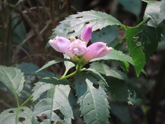 Chelone obliqua