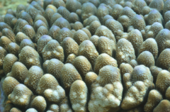 Acropora monticulosa