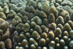 Acropora monticulosa