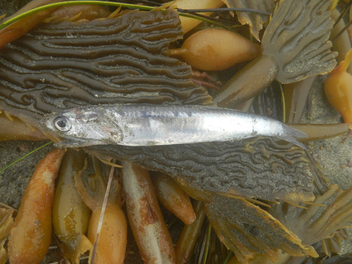 photo of Northern Anchovy (Engraulis mordax)