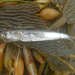 photo of Northern Anchovy (Engraulis mordax)