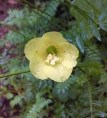 Polemonium pauciflorum melindae