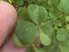 Oxalis macrantha