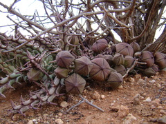 Tridentea gemmiflora