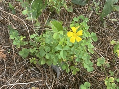 Oxalis macrantha