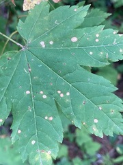 Cristulariella depraedans